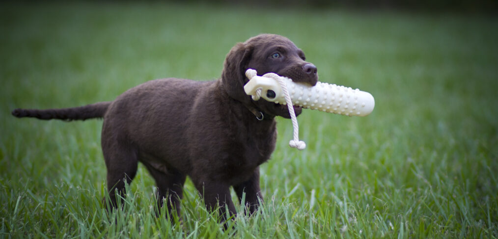 Chesapeake Bay Retriever Puppy Retrieving a Bumper