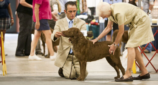 Jesse in the Show Ring