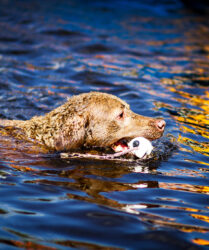 CoolWater Chesapeake Bay Retrievers