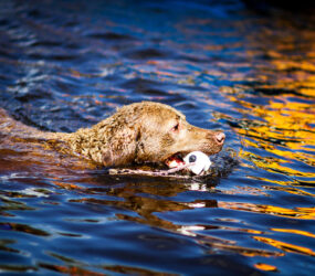 CoolWater Chesapeake Bay Retrievers