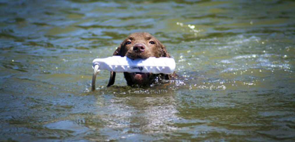 CoolWater Chesapeakes - Julep with the bumper