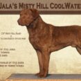 GCH Jala's Misty Hill CoolWater Oak