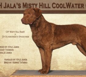 GCH Jala's Misty Hill CoolWater Oak