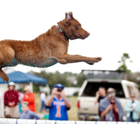 CoolWater's RipTide a Chesapeake Bay Retriever