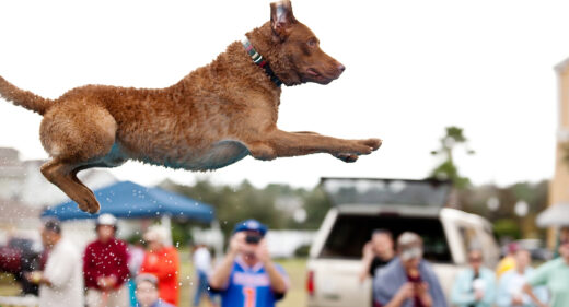 CoolWater's RipTide a Chesapeake Bay Retriever