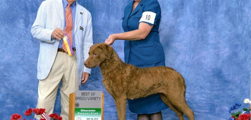 GCH CoolWater's The Tide Is High - Chesapeake Bay Retriever