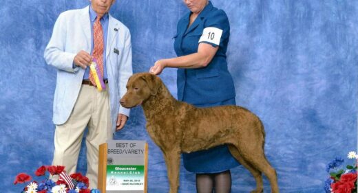 GCH CoolWater's The Tide Is High - Chesapeake Bay Retriever