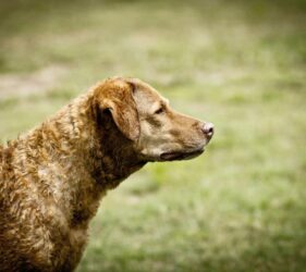 Jessie the Chesapeake Bay Retriever