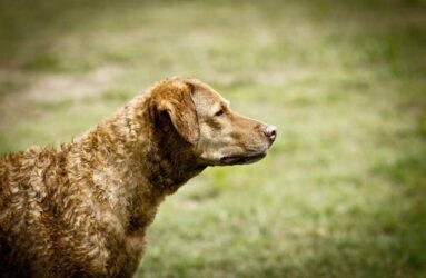 Jessie the Chesapeake Bay Retriever