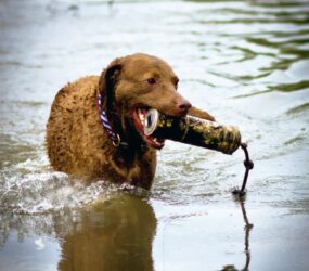 Morgan a Chesapeake Bay Retriever