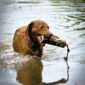 Morgan a Chesapeake Bay Retriever