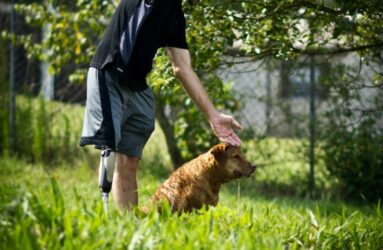 Jessie the Chesapeake Bay Retriever