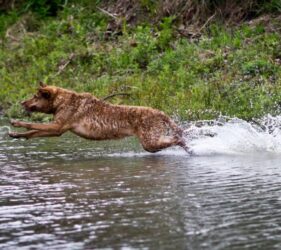 Jessie the Chesapeake Bay Retriever