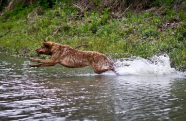 Jessie the Chesapeake Bay Retriever