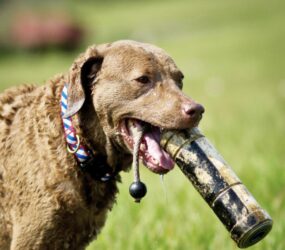 Chesapeake Bay Retriever Training