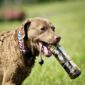 Chesapeake Bay Retriever Training