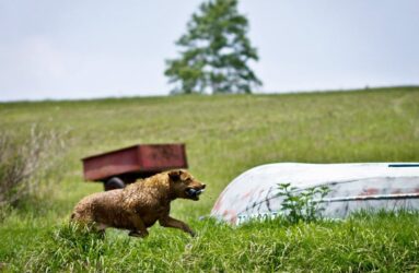 Jessie a Chesapeake Bay Retriever