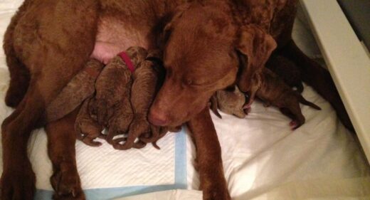 Chesapeake Bay Retriever Puppies