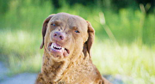 Chesapeake Bay Retriever Smile