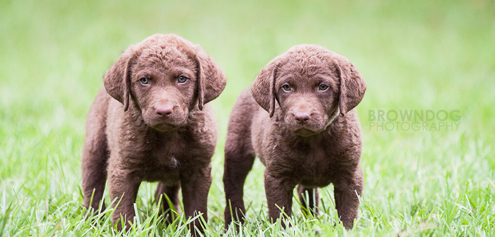 Chesapeake Bay Retriever Puppies