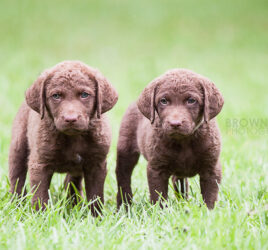 Chesapeake Bay Retriever Puppies