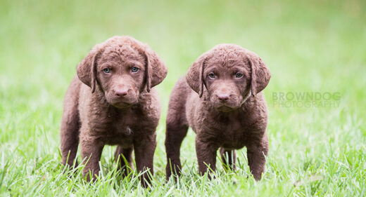 Chesapeake Bay Retriever Puppies