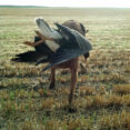 chesapeake bay retriever