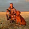 chesapeake bay retriever