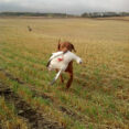 chesapeake bay retriever hunting