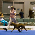 Bronze GCh Ch CoolWater's The Tide Is High - "Jesse"