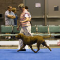 Bronze GCh Ch CoolWater's The Tide Is High - "Jesse"