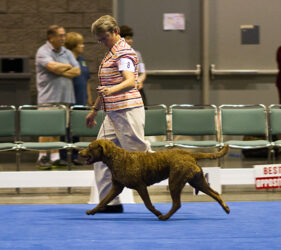 Bronze GCh Ch CoolWater's The Tide Is High - "Jesse"