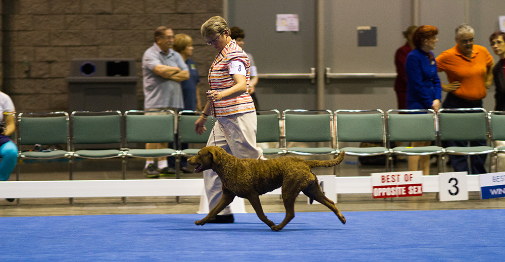 Bronze GCh Ch CoolWater's The Tide Is High - "Jesse"