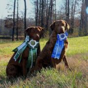 SHR CoolWater's Roane Point - Fen - and her sire Logan