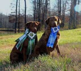 SHR CoolWater's Roane Point - Fen - and her sire Logan